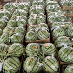 大量供应美都西瓜，711