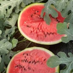 吉林白城西瓜现货供应 货源充足产地直发可视频看货