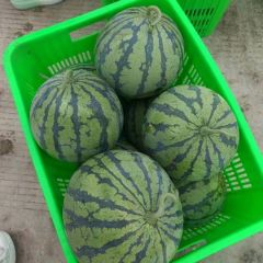 四川德阳中江美都西瓜黑子欢迎各位老板选购基地出货1.9一斤