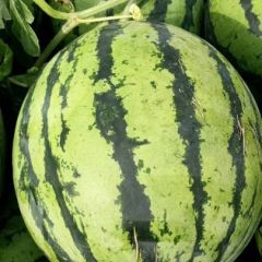 河南省夏邑县精品美都西瓜大量上市