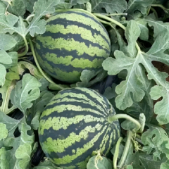 美都西瓜大批量供应