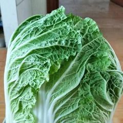 大量供应金翡翠白菜