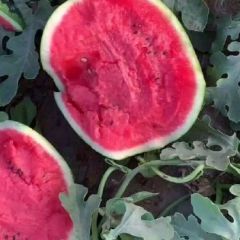 大量供应大棚甜王西瓜