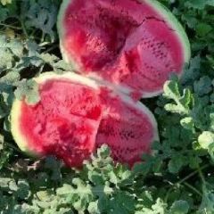 新疆吐鲁番沙地金城五上市了