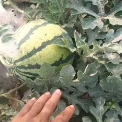 河南商丘市睢阳区娄店乡万亩西瓜基地现在大量上市