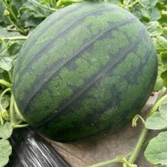 慕田甲宝大量供应