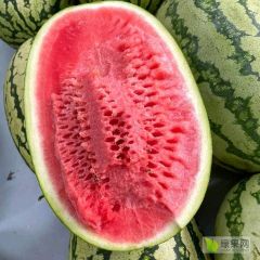 露天硒砂瓜皮薄肉厚甜蜜多汁湖北宜城产地供应链