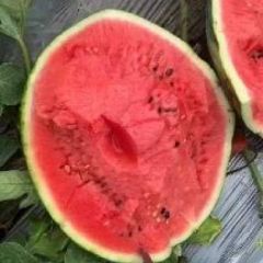 诚信代办代发辽宁内蒙甜王西瓜