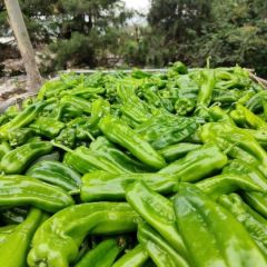 中牟韩寺精品泡椒