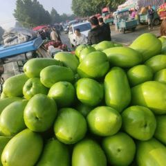 中牟韩寺精品青茄