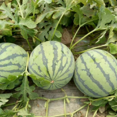 开封通许哪儿种植8424(麒麟)美都西瓜,今日市场批发多少钱一斤