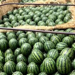 辽宁省新民市大棚西瓜以上市。