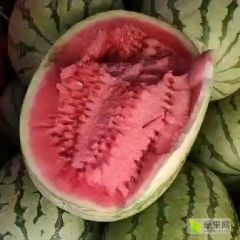 湖北西瓜美都8424麒麟瓜大量上市,瓜好口感甜,品种保证供应市