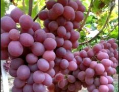 山东菏泽葡萄大量上市，品种繁多，欢迎老板前来采购