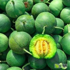 绿宝甜瓜 口感脆甜 产地直发