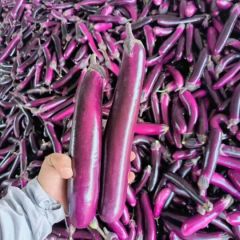精品紫棒茄，大量上市