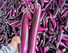 精品紫棒茄，大量上市