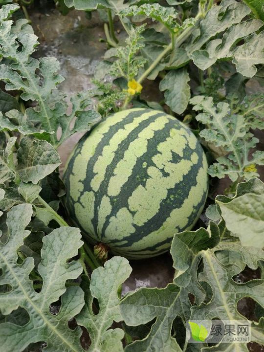 花皮无籽价格