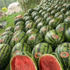 吉林白城西瓜现货接单货源充足产地直发可视频看货