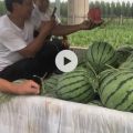 河北省廊坊市西瓜种植，欢迎过来看瓜