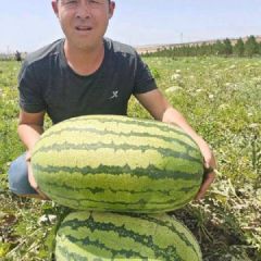 宁夏中卫沙漠瓜精品上市货源充足