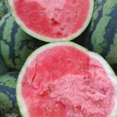 河南美都西瓜实力专业代发