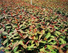 田东县苗木场专业培育桉树苗