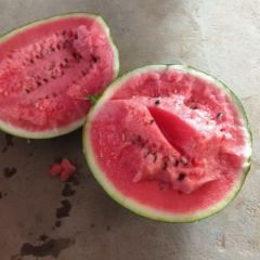 河南开封通许西瓜价格行情/麒麟 美都西瓜种植基地