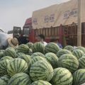 甘肃大棚8424、美都西瓜种植基地、产地代办联系