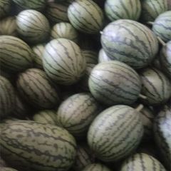 中牟精品小西瓜量大货优