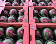 精品2K西瓜，小西瓜，小糖丸西瓜，大量供应中，保质保量货源充足