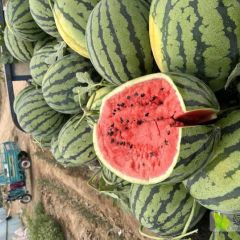 惠民县大棚甜王西瓜18266570330