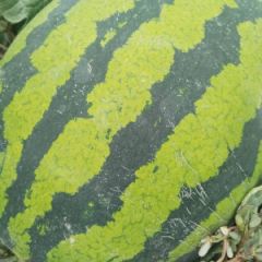 李口小拱棚西瓜上市了