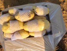 25年山东肥城市黄皮黄心精品土豆大量供应，全年供应各种规格，各种包装