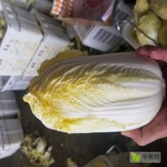 专业代销全国各地黄心菜（娃娃菜）