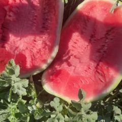 新疆产区精品双红金城5 洪磊团队诚信代发全国