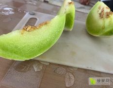 玉菇大量有货质量好，糖分高，