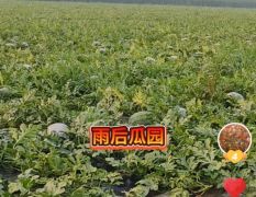 辽宁省鞍山市40万斤超大甜王西瓜即将成熟