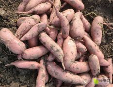 山东汶上红薯苗大量上市中，品种有尨署九，商