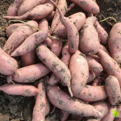 山东汶上红薯苗大量上市中，品种有尨署九，商