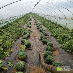 辽宁凤城大堡锦王