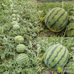 美都 麒麟大量上市中