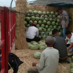 大量供应宁夏香山硒砂瓜