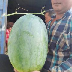 河南开封龙卷风西瓜美都西瓜头茬代收代办