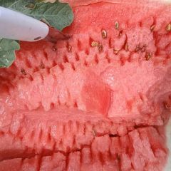 宁夏沙漠一号、金花一号、金诚五