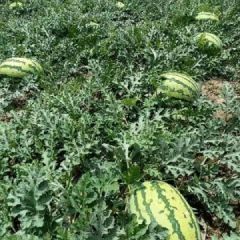 双红金5，金华一号