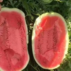 2023宁夏硒砂瓜代办代发