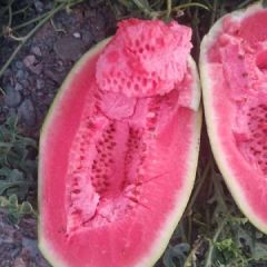 正宗宁夏硒砂瓜十三个糖度