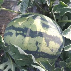 美都麒麟 十年老规矩，找宁县老刘 靠谱