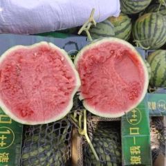 陕西凤凰县精品无籽美都，大量有货